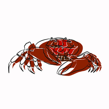 Illustration : Beautiful crab painting