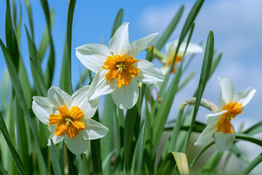 Closeup of a white, small-cupped daffodil cultivar (Genus Narcissus) with an orange corona.