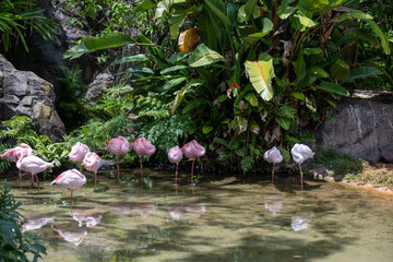 pink flamingo in the pond
