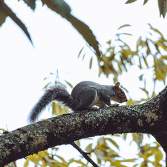 squirrel on tree