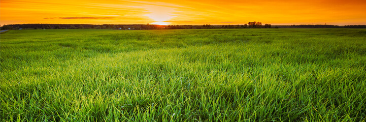 Landscape Of Young Spring Green Sprouts Of Wheat In Field Under Scenic Summer Colorful Dramatic Sky At Sunset Or Sunrise Dawn. Skyline, Horizon. Agricultural Rural Landscape.