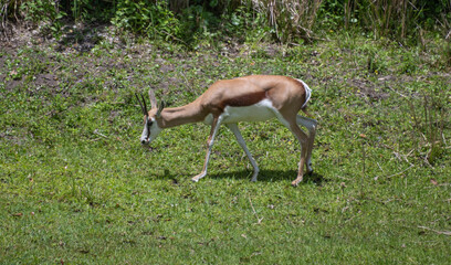 antelope in the park
