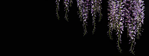 blooming purple wisteria isolated against a black background. Panoramic image with copy space.