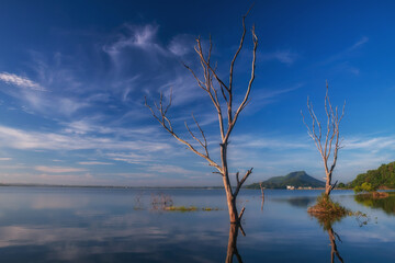 Dead Trees over bang phra reservoir in sunny day, Chonburi