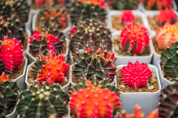 Fototapeta na wymiar Colorful cactus plants on pots at farm