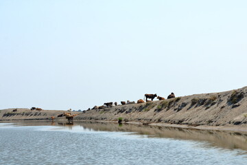 Wild cows in Danube Delta