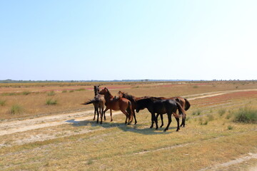 Naklejka na ściany i meble Running wild horses from Danube Delta