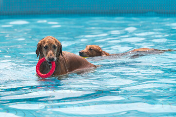 Two golden retrievers play in the pool