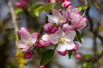 Ast mit Apfelblüten im Frühling