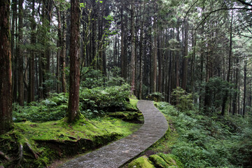 The walkway in forest have beautiful environment at taiwan .