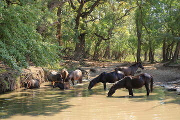 Wild horses drinking in Letea forest from Danube Delta in Romania