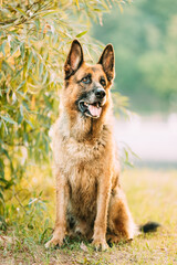 Alsatian Wolf Dog Sitting In Green Summer Park Grass. Brown German Shepherd Dog Close Up Portrait