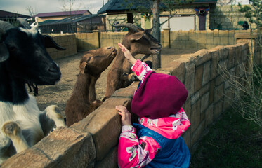 The child reaches out to the goat to stroke it. A goat on a private farm or in a contact zoo.. The...