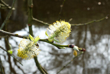close up of female pussy willow catkins on an early spring tree with budding leaves