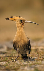 Common hoopoe or African hoopoe, Eurasian hoopoe, Madagascar, Saint Helena hoopoe close up view  © Partha