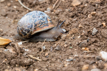 closeup of a garden snail (Cornu aspersum) travelling (slowly) across open mud and stone ground