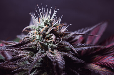 purple marijuana bud