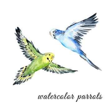 Watercolor parrots. Blue, green flying birds set on white background.