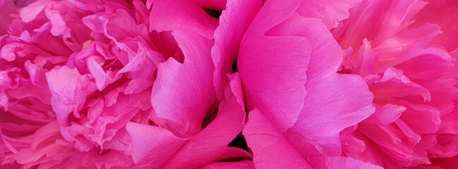 pink flowers background