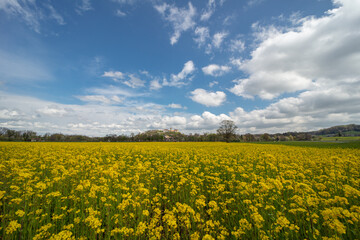 Rapsfeld in Bayern