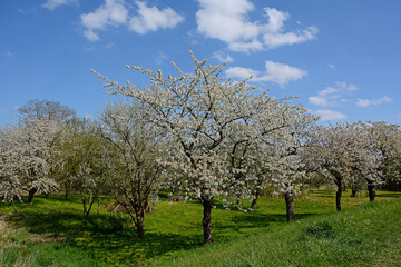 Fototapeta na wymiar Kirschblüte im Alten Land