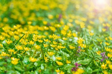 Colorful yellow spring flowers