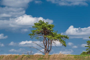 Lonely pine on the hill