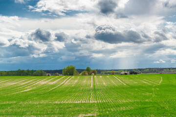 Fototapeta na wymiar Spring wheat field in Ukraine.