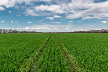 Winter crops field with deep blue sky in spring.