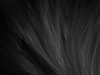 Beautiful abstract black feathers on white background, soft white feather texture on white texture pattern, dark theme wallpaper, gray feather background, gray banners, white gradient