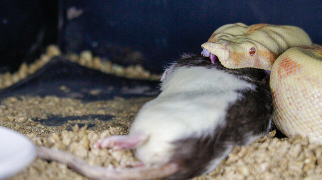 boa constrictor eats rat