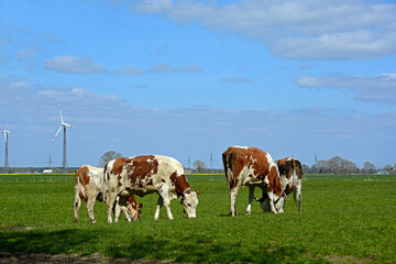Fototapeta na wymiar braun-weiße Kühe