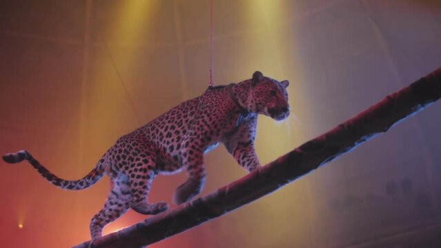 a trained leopard walks along a beam under the beams of spotlights, a circus performance