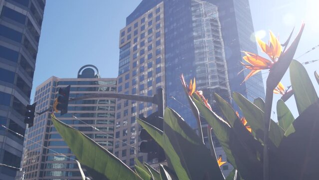 Highrise skyscrapers, strelitzia flowers in downtown, San Diego city street, California USA. Urban business tower facades on Broadway. Financial district architecture, garden or flowerbed. Low angle.