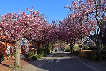 Blühende Japanische Kirschbäume in Norden, Ostfriesland