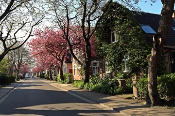 Fototapeta na wymiar Blühende Japanische Kirschbäume in Norden, Ostfriesland