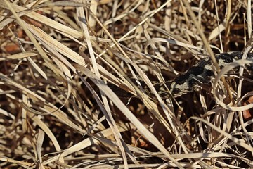 Männliche Kreuzotter (Vipera berus) im Moor am Ewigen Meer