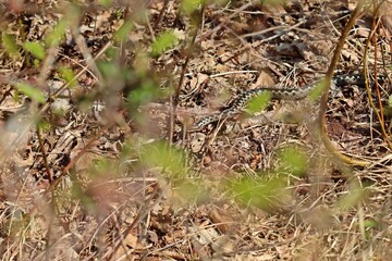 Männliche Kreuzotter (Vipera berus) im Moor am Ewigen Meer