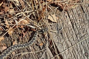 Männliche Kreuzotter (Vipera berus) am Bohlenweg am Ewigen Meer
