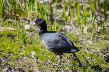 coot