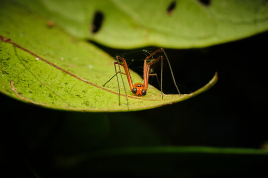 Grass Lynx Spiders Genus Oxyopes