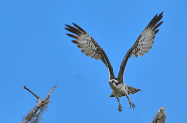 Osprey Flying Mid-Air Blue Sky Over Trees
