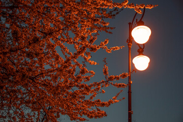 wiosna, kwiaty w świetle lamp - 502058818