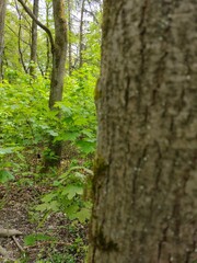 tree in the forest