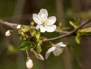 Fototapeta wiosna, kwitnący krzew obraz