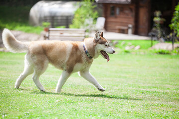 Red husky runs in the park