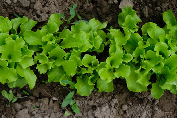 Lettuce on the soil background. Top view.