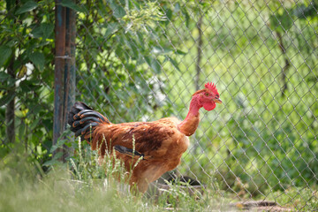 Fototapeta premium Hen feeding on traditional rural barnyard. Domestic chicken standing on yard lawn with green grass. Free range poultry farming concept