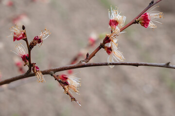 Finishing flowering apricot tree on the blurred soil background.