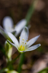 Fototapeta premium White star-of-Bethlehem flower